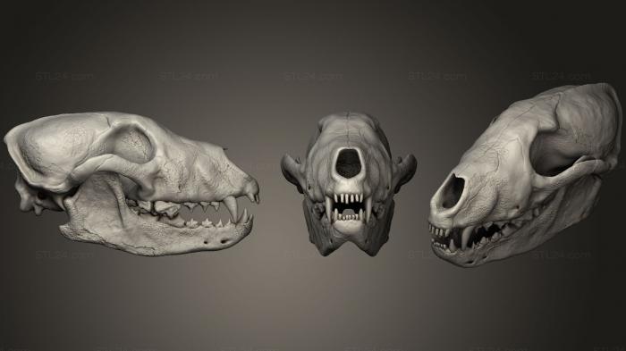 Anatomy of skeletons and skulls (SKULL, ANTM_1060) 3D models for cnc